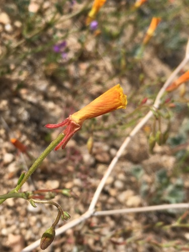 Image of Camissonia kernensis by (c) Matt Berger, some rights reserved (CC BY)