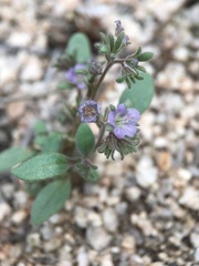 Phacelia austromontana