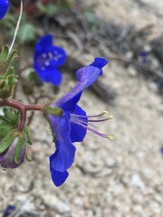 Phacelia nashiana