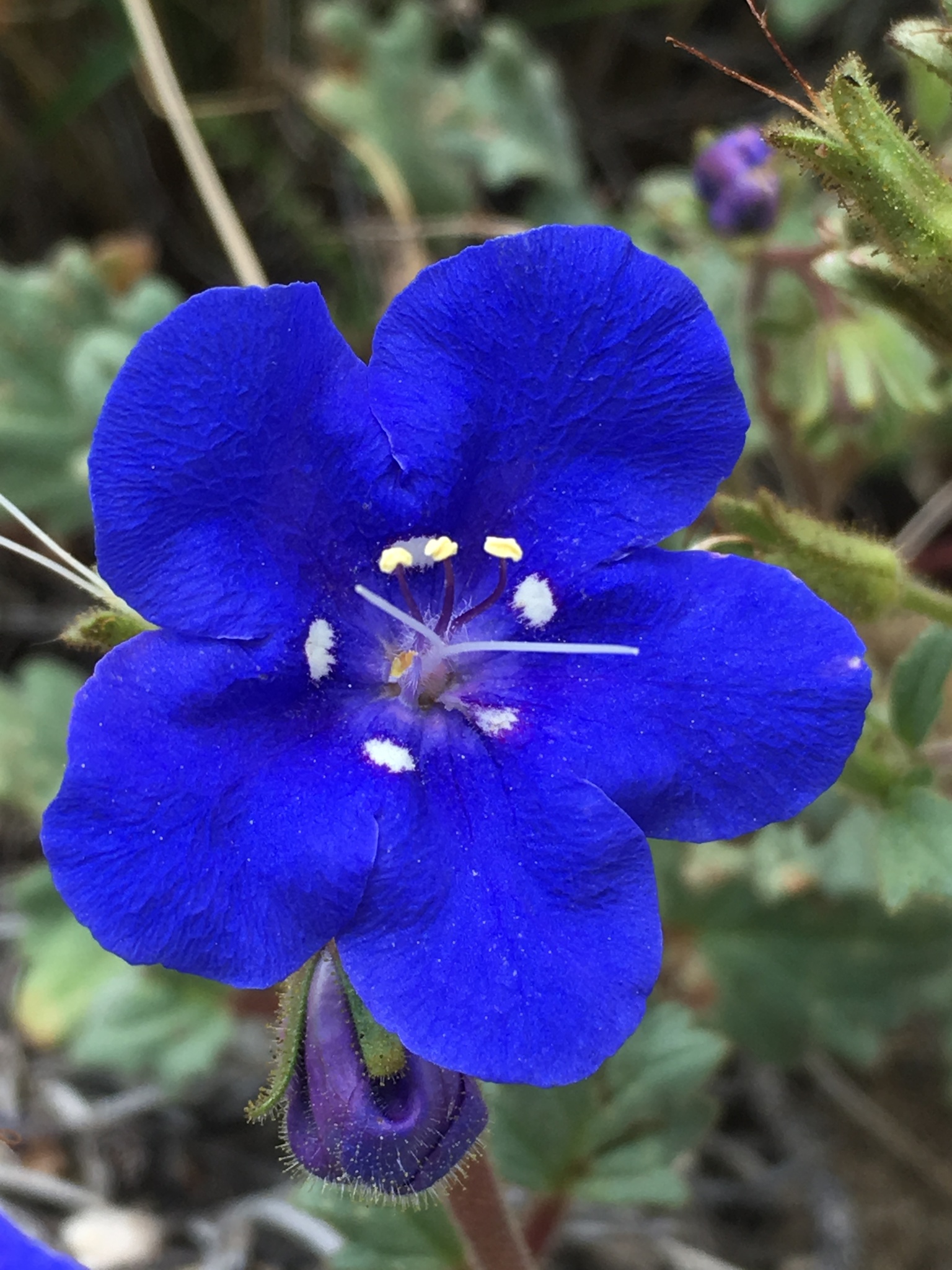 Phacelia nashiana