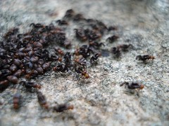 Cerastipsocus trifasciatus