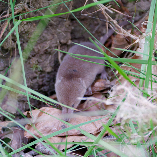 Common Shrew