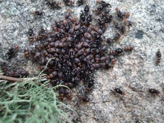 Cerastipsocus trifasciatus