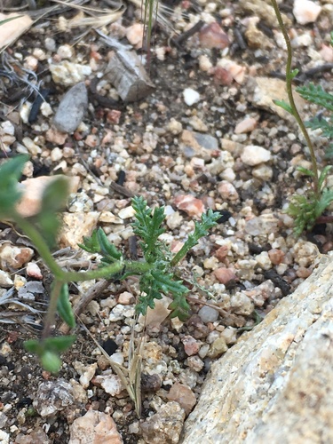 Image of Gilia leptantha by (c) Matt Berger, some rights reserved (CC BY)