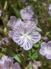 Phacelia exilis
