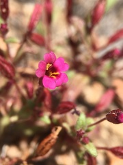 Erythranthe androsacea