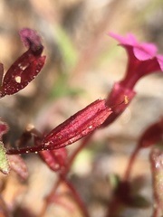 Erythranthe androsacea