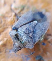 Euschistus servus euschistoides