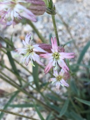 Silene verecunda