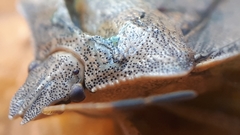 Euschistus servus euschistoides