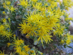 Ericameria cuneata spathulata