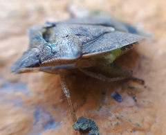 Euschistus servus euschistoides