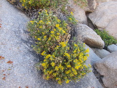 Ericameria cuneata spathulata