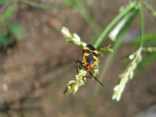 Large Milkweed Bug photographed in South Carolina