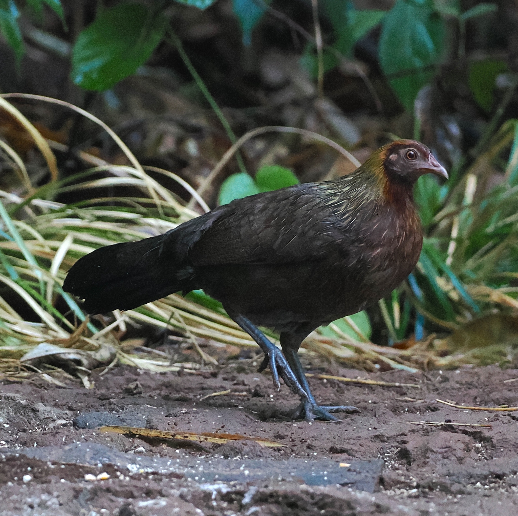 Red Junglefowl