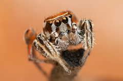 Habronattus clypeatus