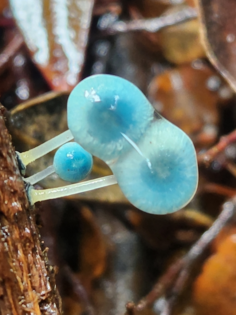 Mycena interrupta · June 2025 · photo: © yoavdanielbarness (iNaturalist, cc-by)