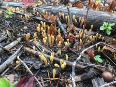 Clavariadelphus ligula