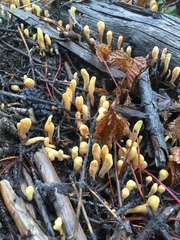 Clavariadelphus ligula