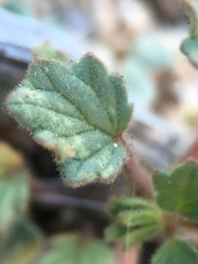 Phacelia nashiana