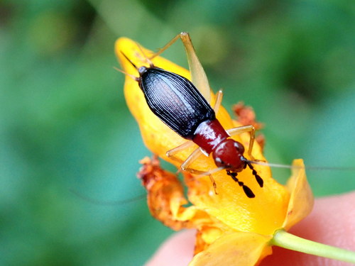 Red-headed Bush Cricket