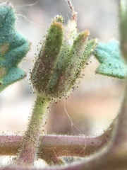 Phacelia nashiana