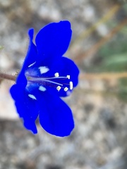 Phacelia nashiana