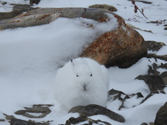 Lepus arcticus