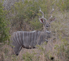 Tragelaphus imberbis