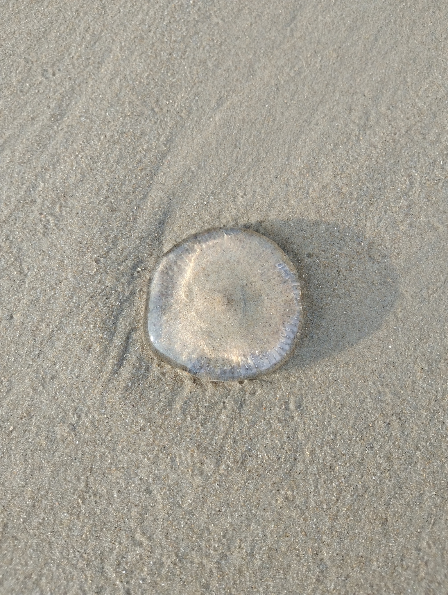 Rhacostoma atlanticum L.Agassiz, 1851