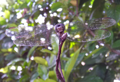 Pachydiplax longipennis