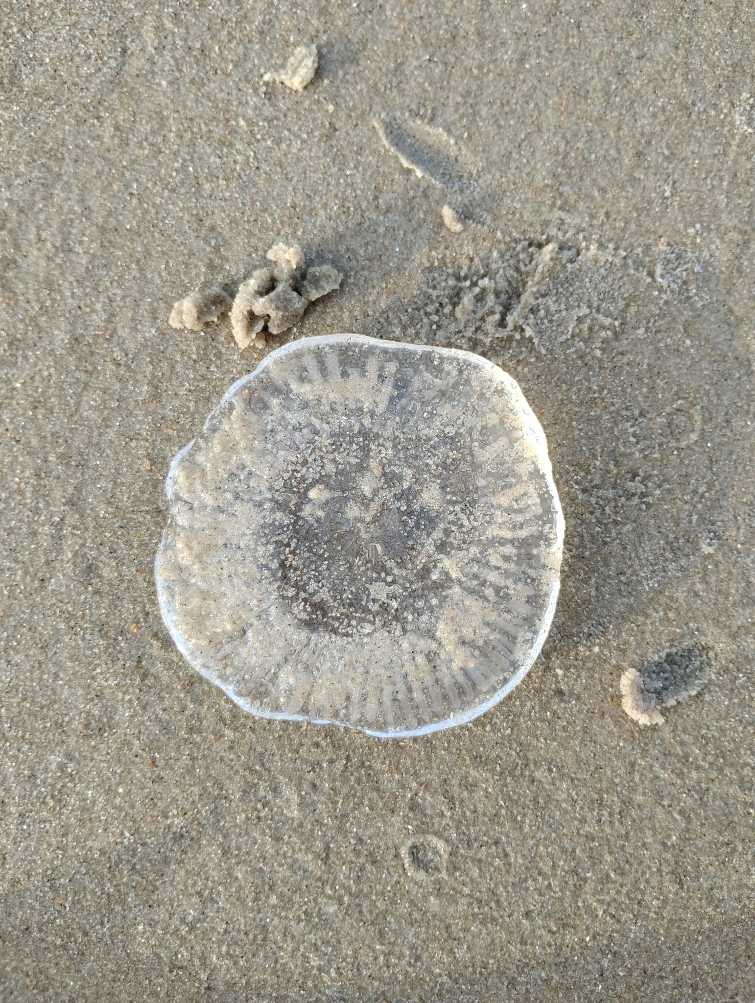 Rhacostoma atlanticum L.Agassiz, 1851