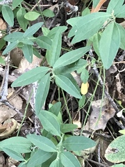 Rhinotropis californica