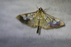 Praeacrospila melanoproctis