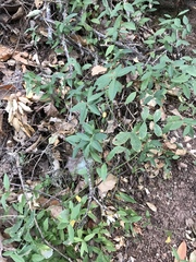 Rhinotropis californica