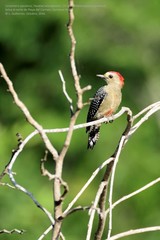 Melanerpes pygmaeus