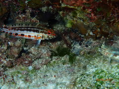 Serranus baldwini