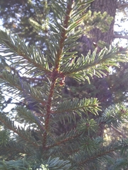 Abies vejarii