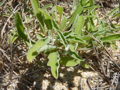 Froelichia xantusii