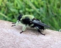 Laphria affinis