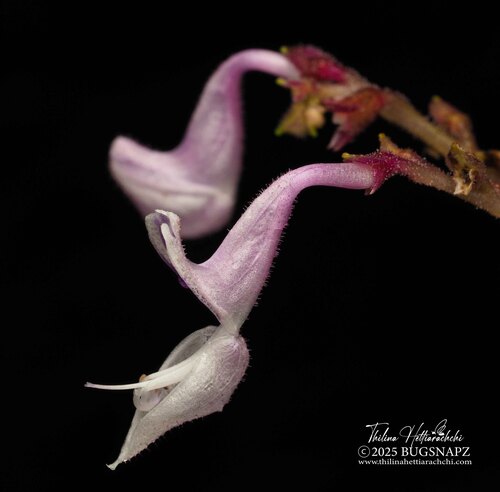 Kanneliya Hullwort (Coleus kanneliyensis)