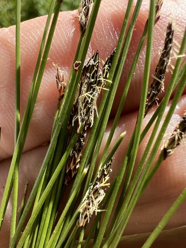 Parish's spikerush (Eleocharis parishii)