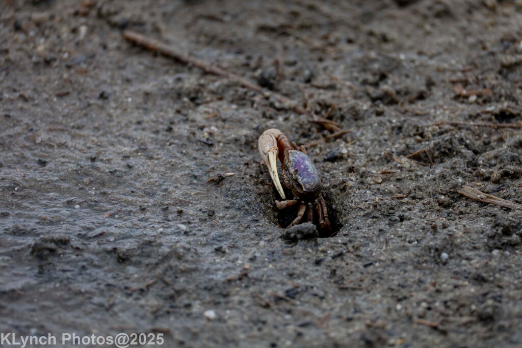 Atlantic Sand Fiddler Crab
