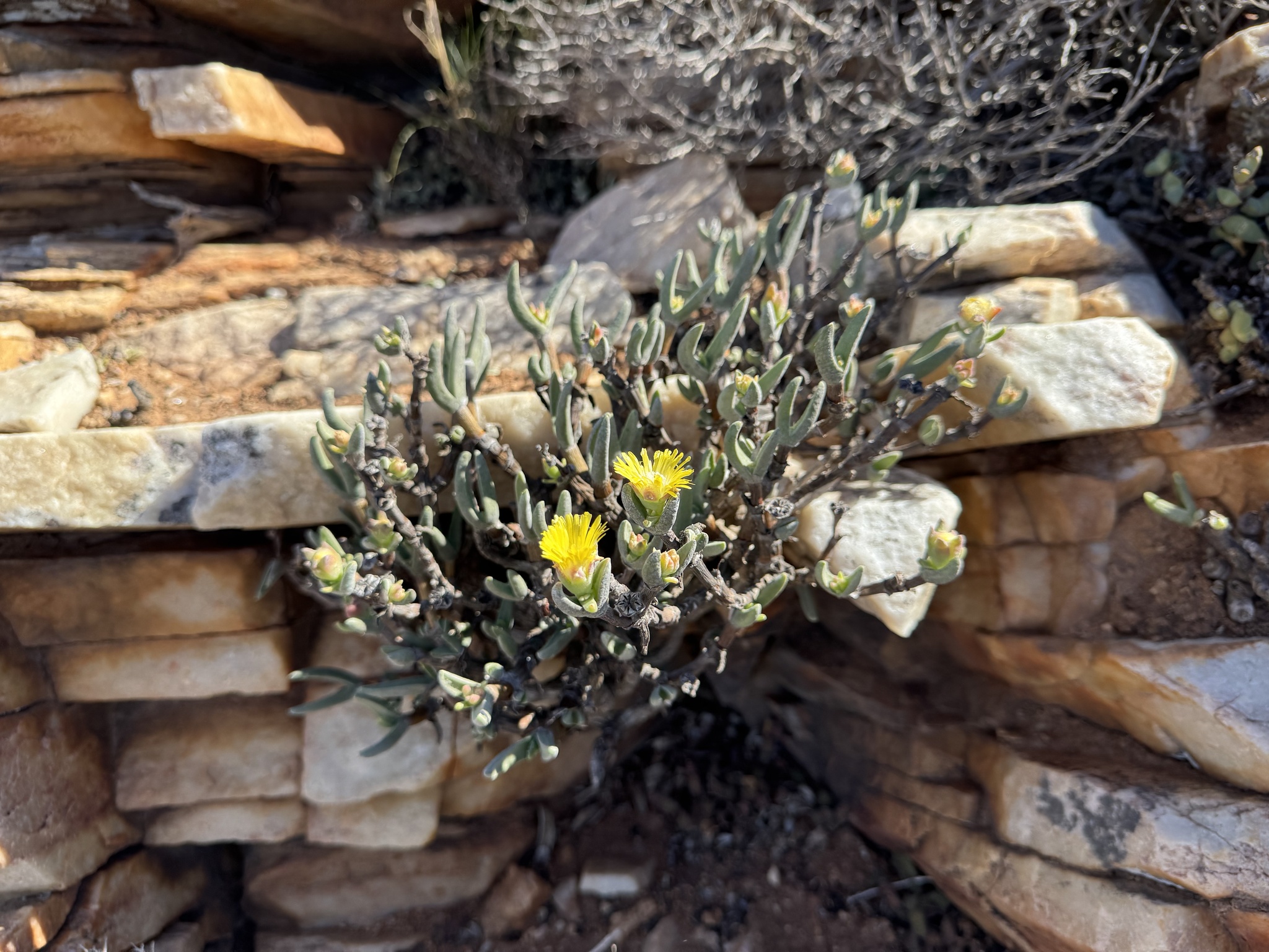 Mimetophytum parvifolium L. Bolus