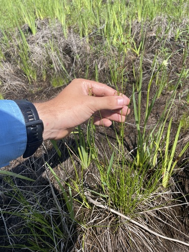 Grooved Beaksedge (Rhynchospora sulcata)
