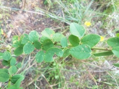 Desmodium obtusum