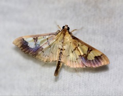 Praeacrospila melanoproctis