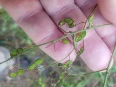 Desmodium obtusum