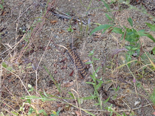 iNaturalist observation photo of San Diego Alligator Lizard