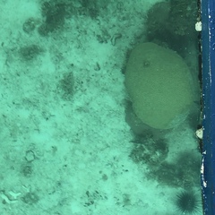 Pseudodiploria strigosa